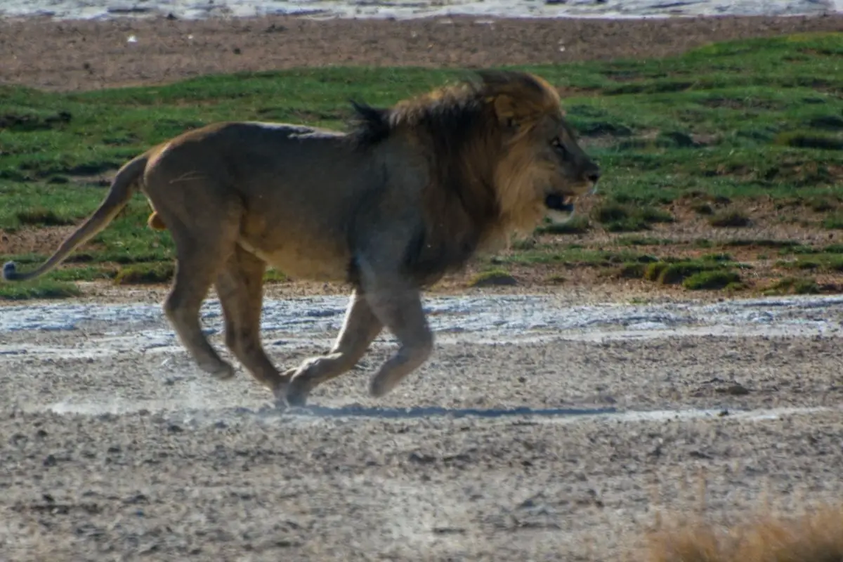 How Fast Is A Lion (What Is The Top Speed)?