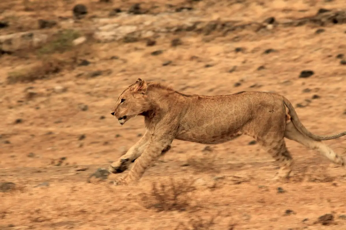 How Fast Is A Lion (What Is The Top Speed)