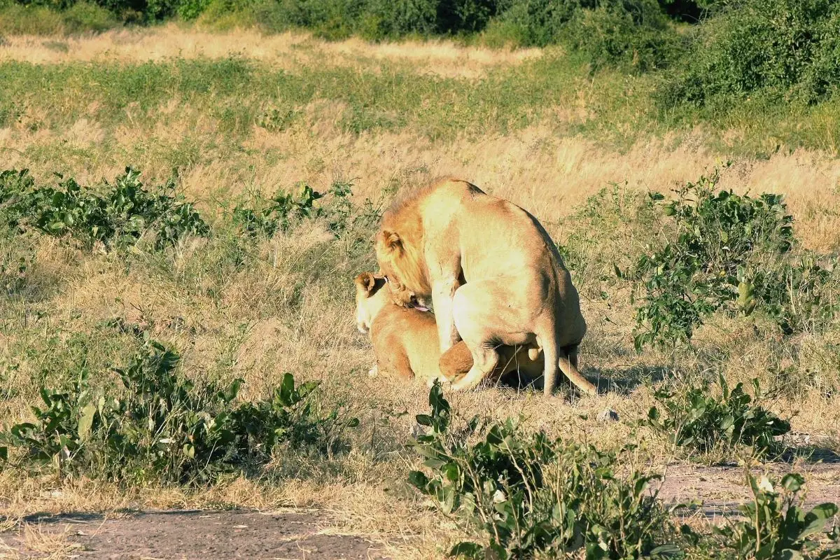 How Frequently Do Lions Have Sex