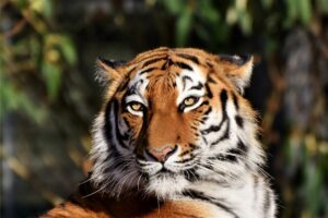 Read more about the article How Long Do Tigers Live (What’s Average)