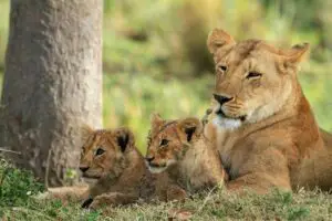 Read more about the article How Many Babies Can A Lion Have At Once? (The Answer May Surprise You)