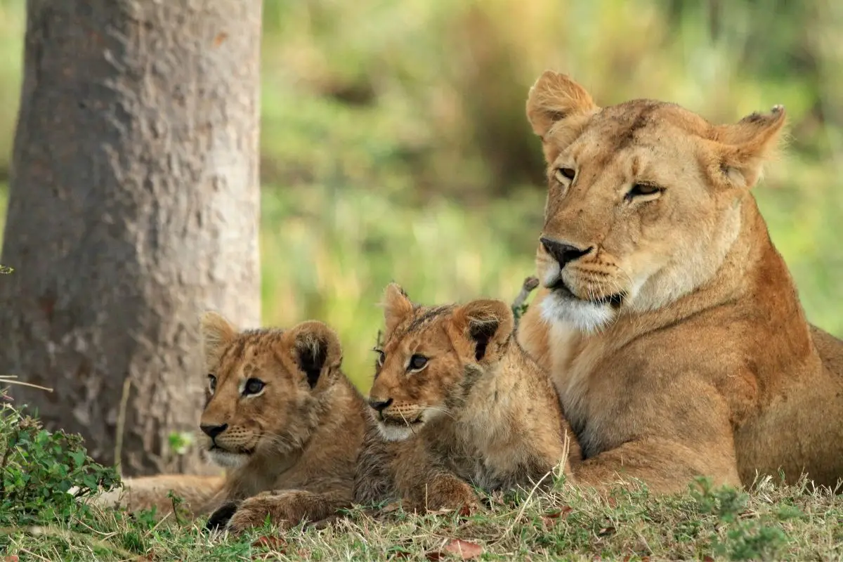 How Many Babies Can A Lion Have At Once? (The Answer May Surprise You