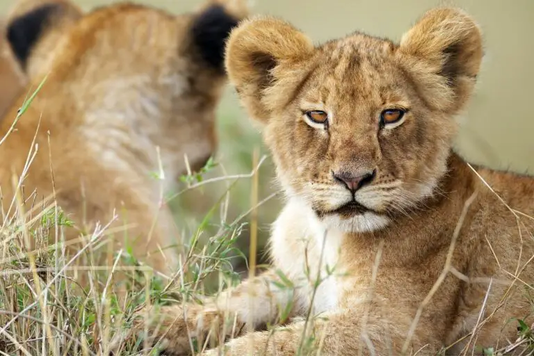 How Many Babies Can A Lion Have At Once? (The Answer May Surprise You