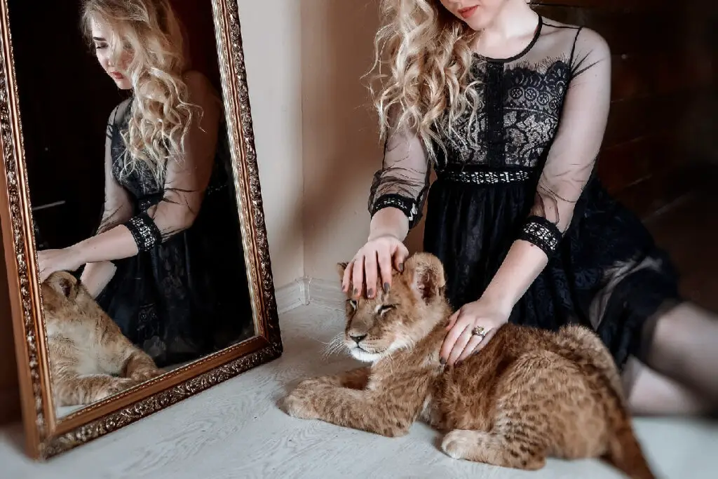 How Much Do Tigers Cost? (Including Baby Tigers) Tiger Tribe