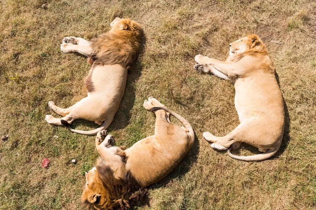 How Much Do Lions Sleep (What Time & Where Do They Sleep)