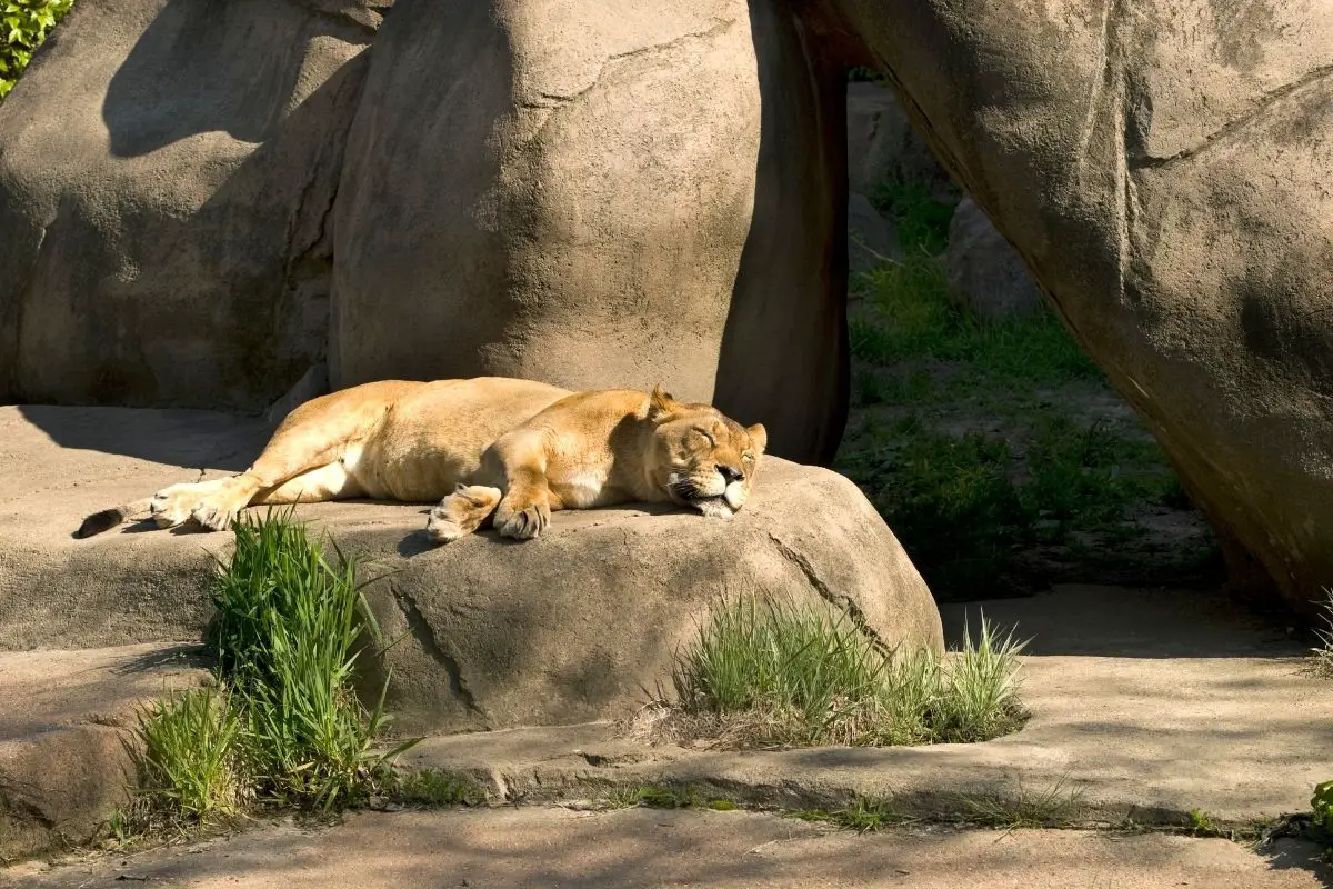 How Much Do Lions Sleep (What Time & Where Do They Sleep)