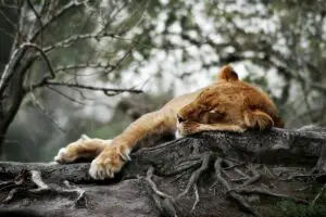 Read more about the article How Much Do Lions Sleep (What Time & Where Do They Sleep)