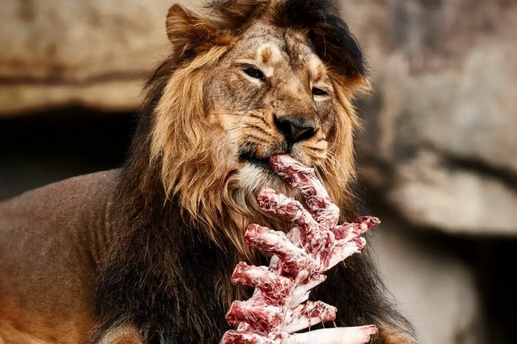 how long can a lion go without eating
