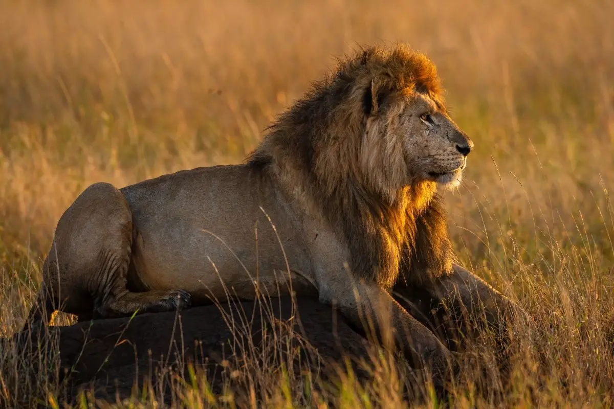 How Much Does A Full Grown Lion Weigh (And How Tall)