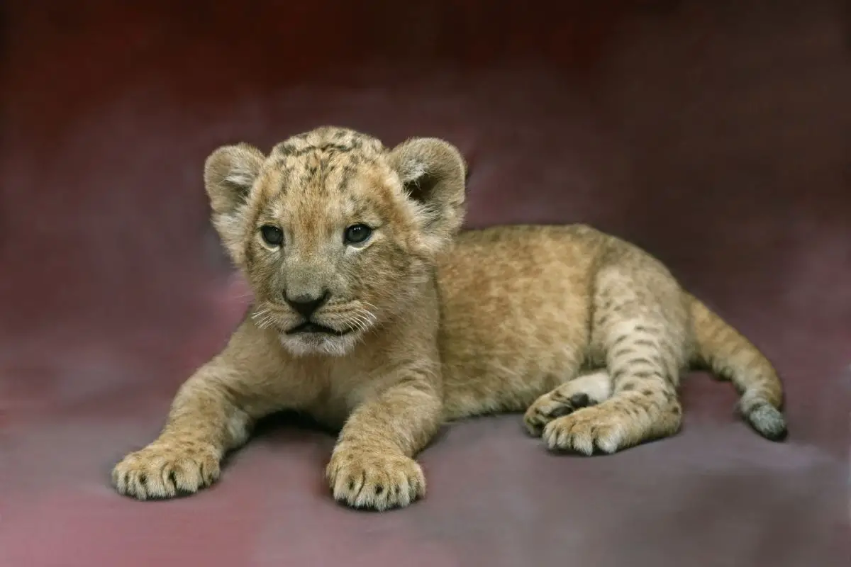 How Much Is A Lion Cub? (Can You Even Buy Them)