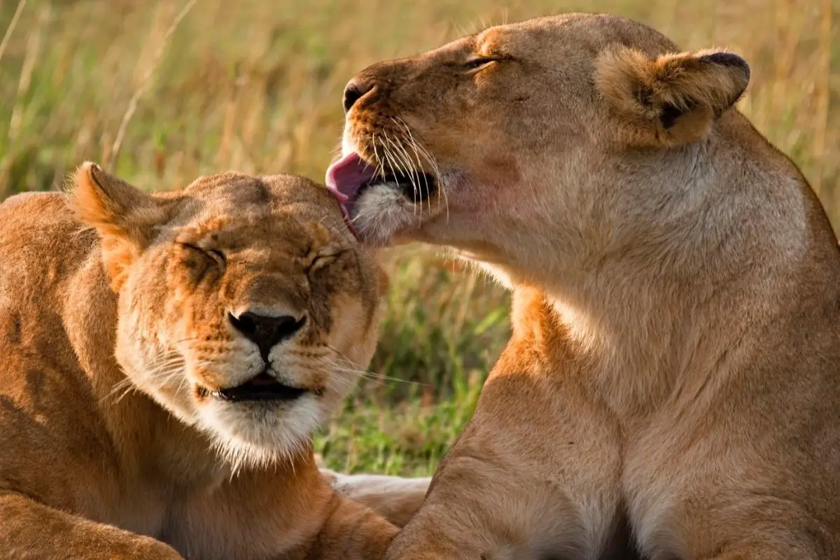 Why Do Lions Have A Rough Tongue? (Very Interesting) - Tiger Tribe