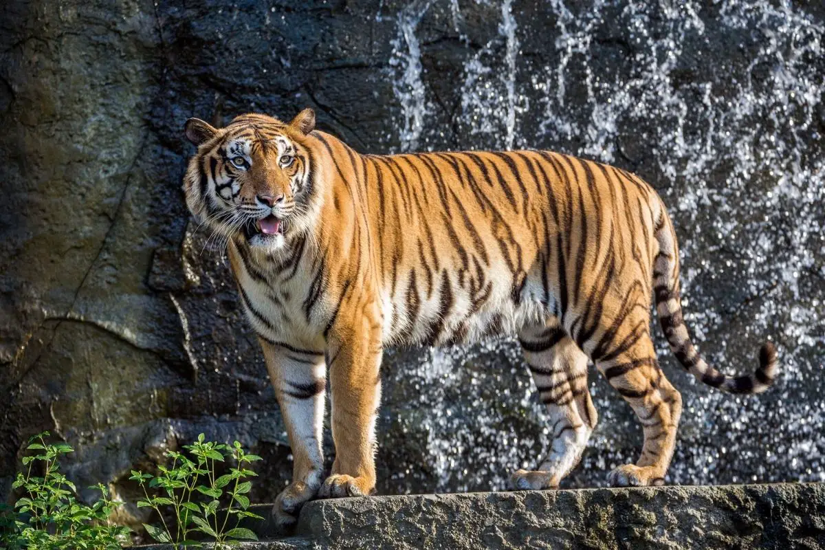 Indochinese Tiger