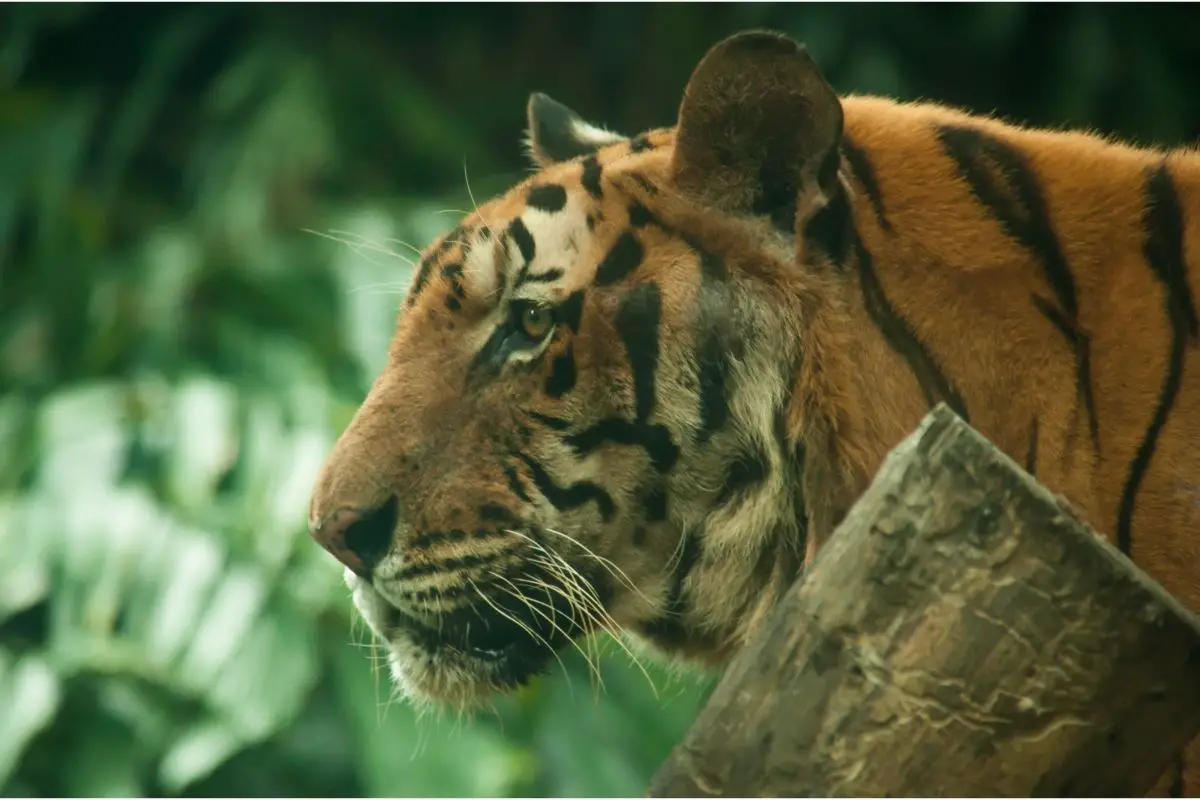 You are currently viewing Indochinese Tigers: Everything You Need To Know