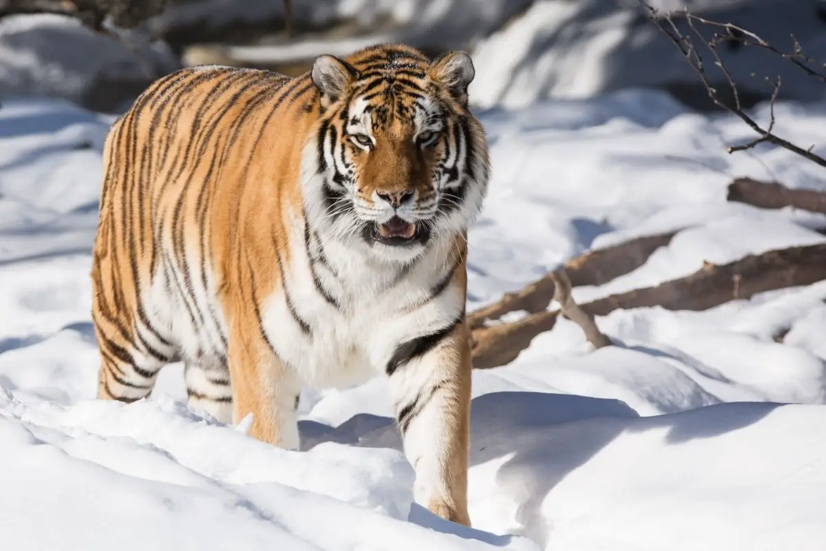 Is The Siberian Tiger The Biggest Tiger