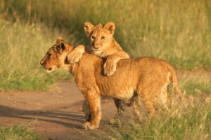 Lion Cubs Are Reared Together