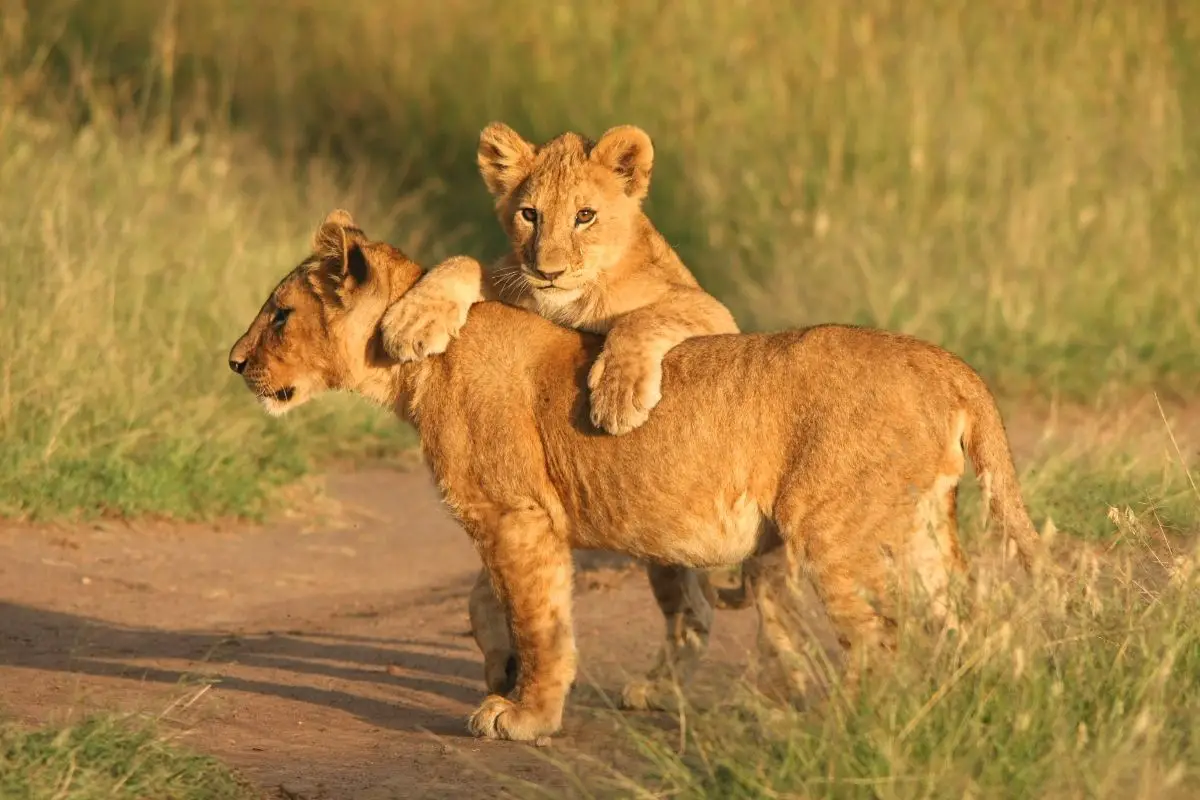 Lion Cubs Are Reared Together