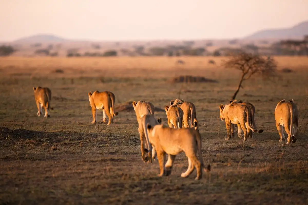 Lion Population Number of Lions In The World (1)