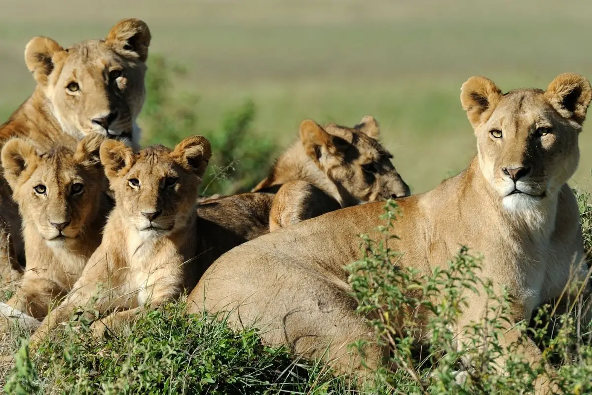 Lion Population Number Of Lions In The World 