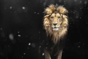 Read more about the article Lions: Symbolism & Meaning 