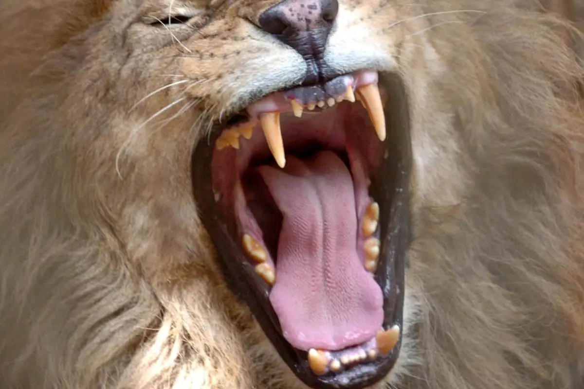 Lion’s Teeth
