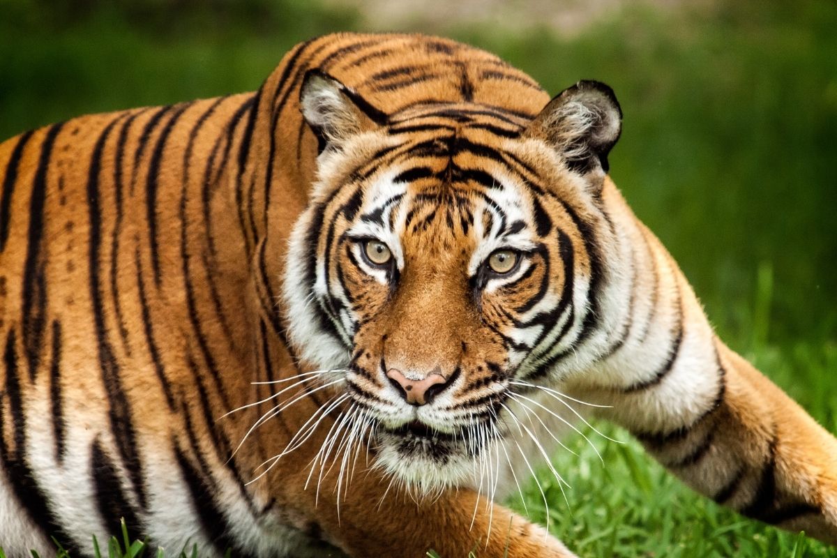 Malayan Tiger