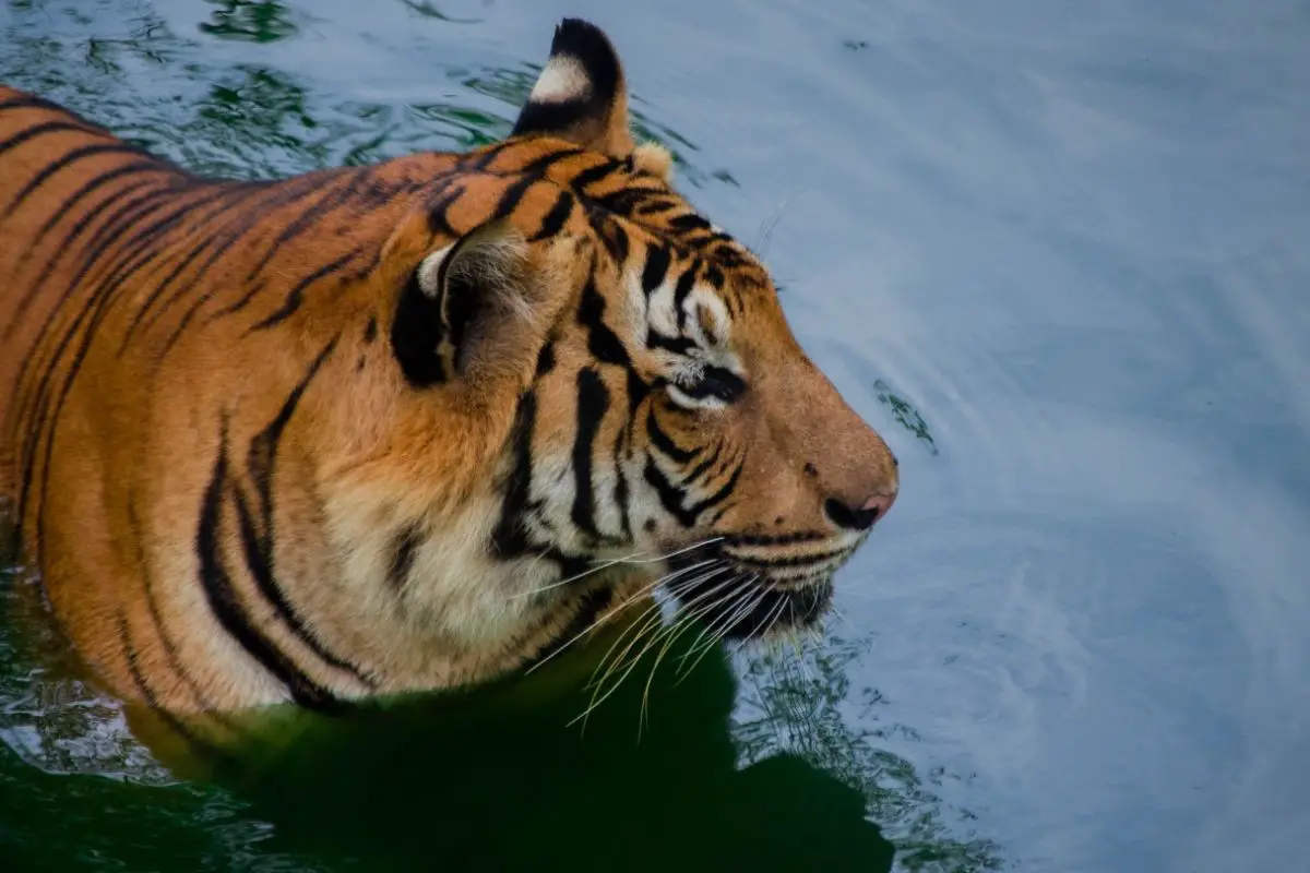 You are currently viewing Malayan Tigers: Everything You Need To Know