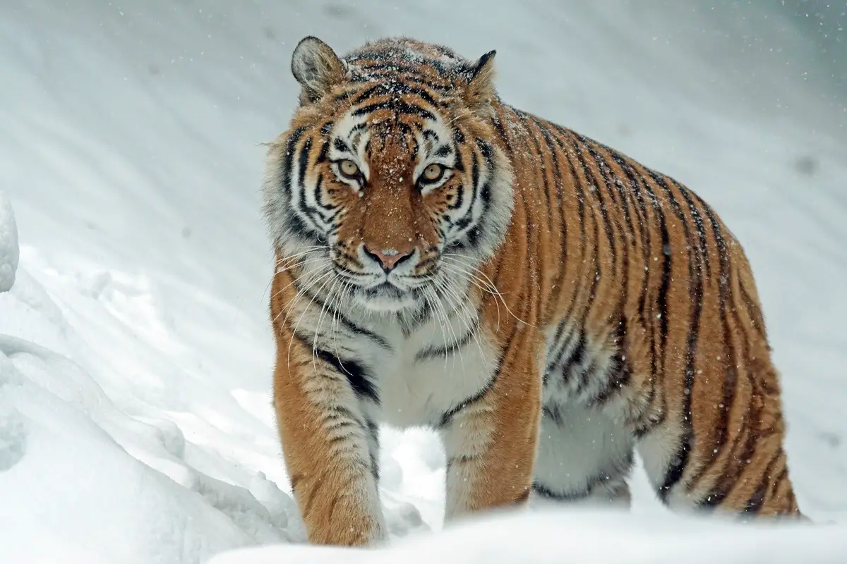 Reasons For Caspian Tigers Becoming Extinct