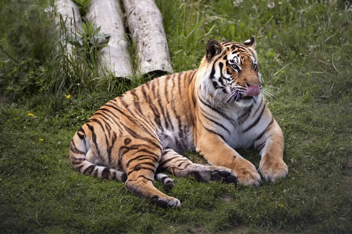 Siberian Tiger