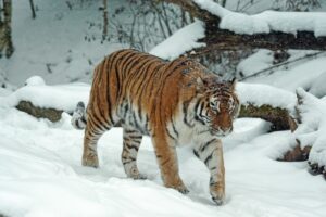 Read more about the article Siberian Tigers: Everything You Need To Know