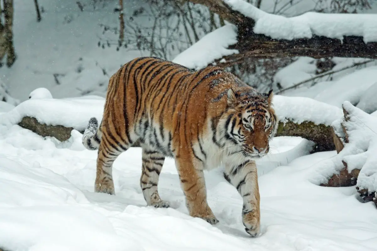 Siberian Tigers: Everything You Need To Know