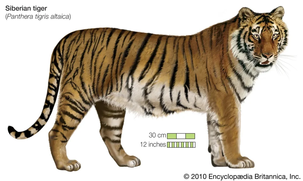 siberian tiger size human