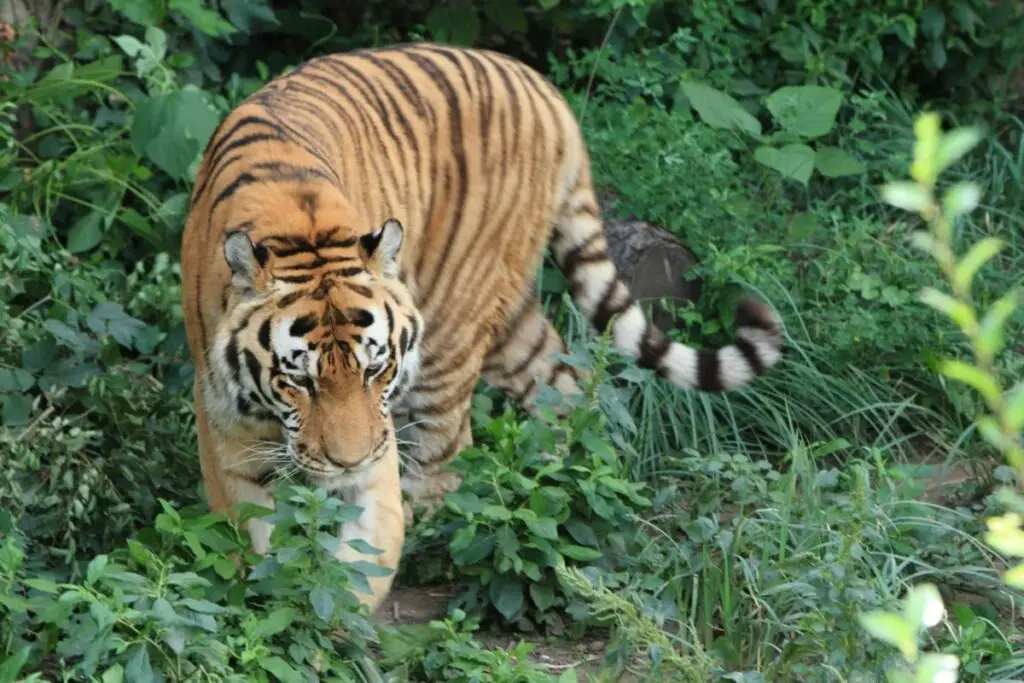 South China Tigers: Everything You Need To Know - Tiger Tribe