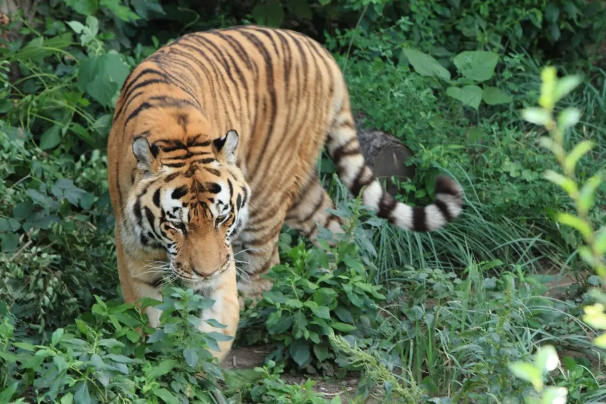 South China Tigers: Everything You Need To Know