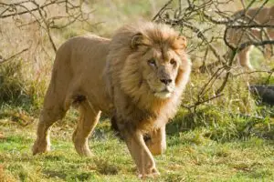 Read more about the article Southwest African Lions: Everything You Need To Know