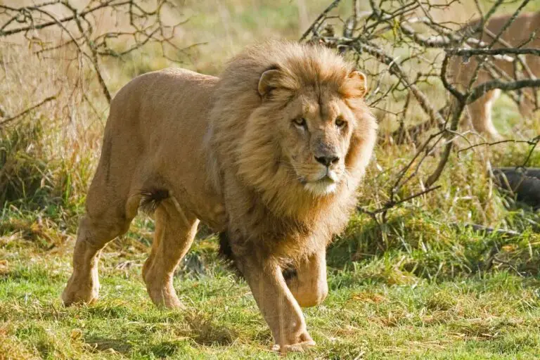 southwest-african-lions-everything-you-need-to-know-tiger-tribe