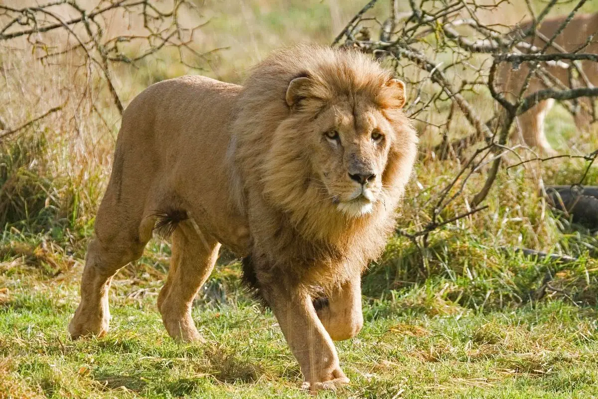 Lion - Leo Panthera - African Lion