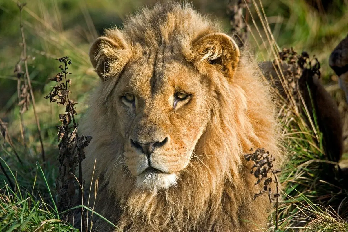 Southwest African Lions