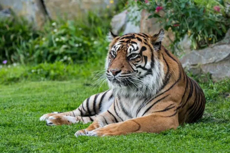 Different Types Of Tigers (With Images) - Tiger Tribe