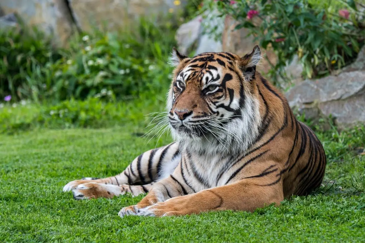 Sumatran Tiger