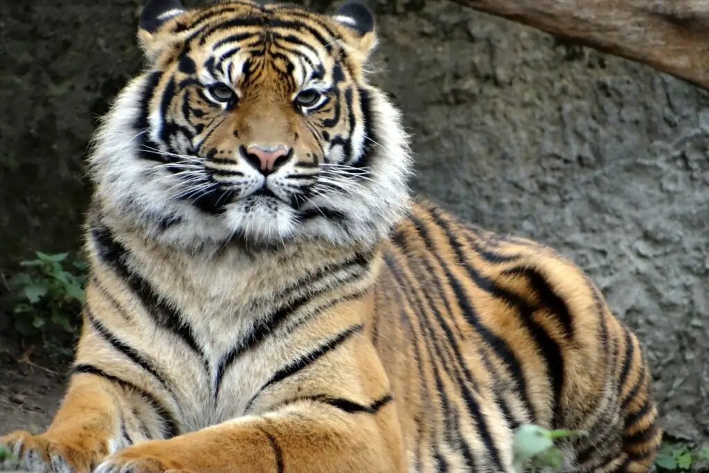 Sumatran Tigers: Everything You Need To Know - Tiger Tribe