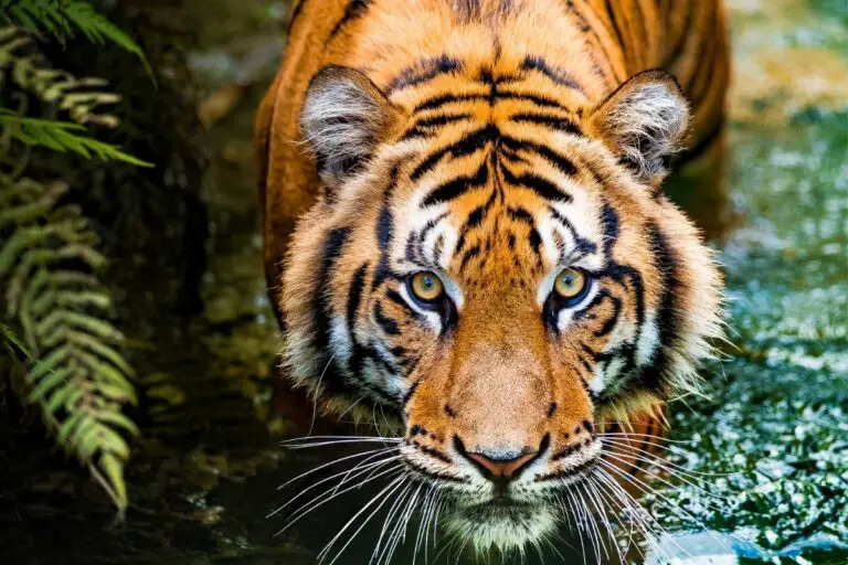 Tigers: Physical Characteristics And Behaviors - Tiger Tribe