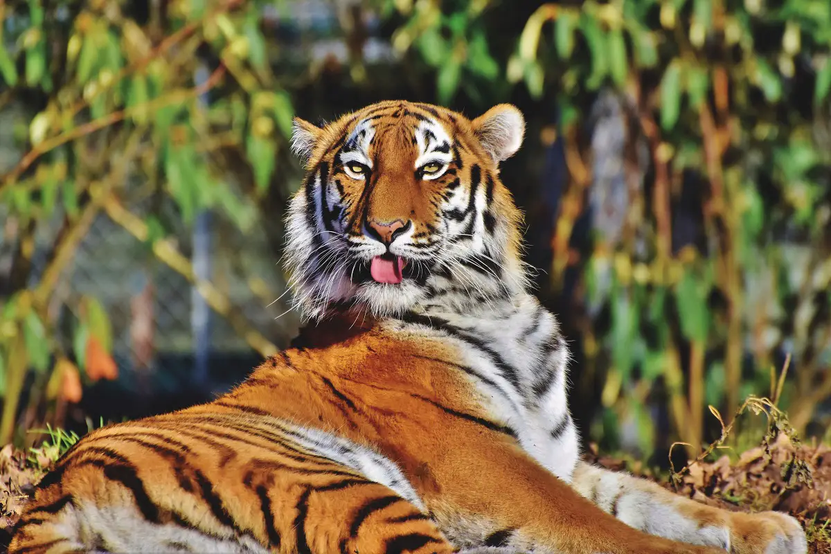 The Extirpation Of The Javan Tiger 