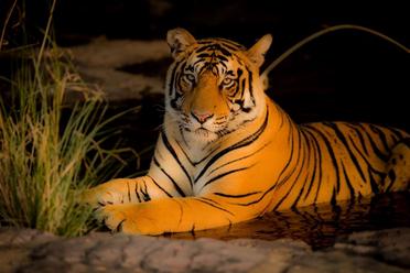 Tigers: Symbolism & Meaning (Inc. Spirit, Totem & Power Animal) - Tiger  Tribe