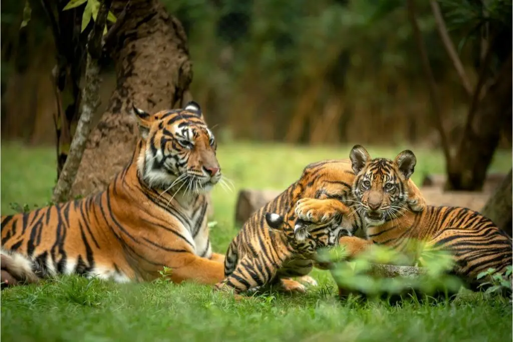 Tiger Population: Number Of Tigers In The World - Tiger Tribe