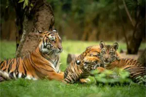 Read more about the article Tiger Population: Number Of Tigers In The World
