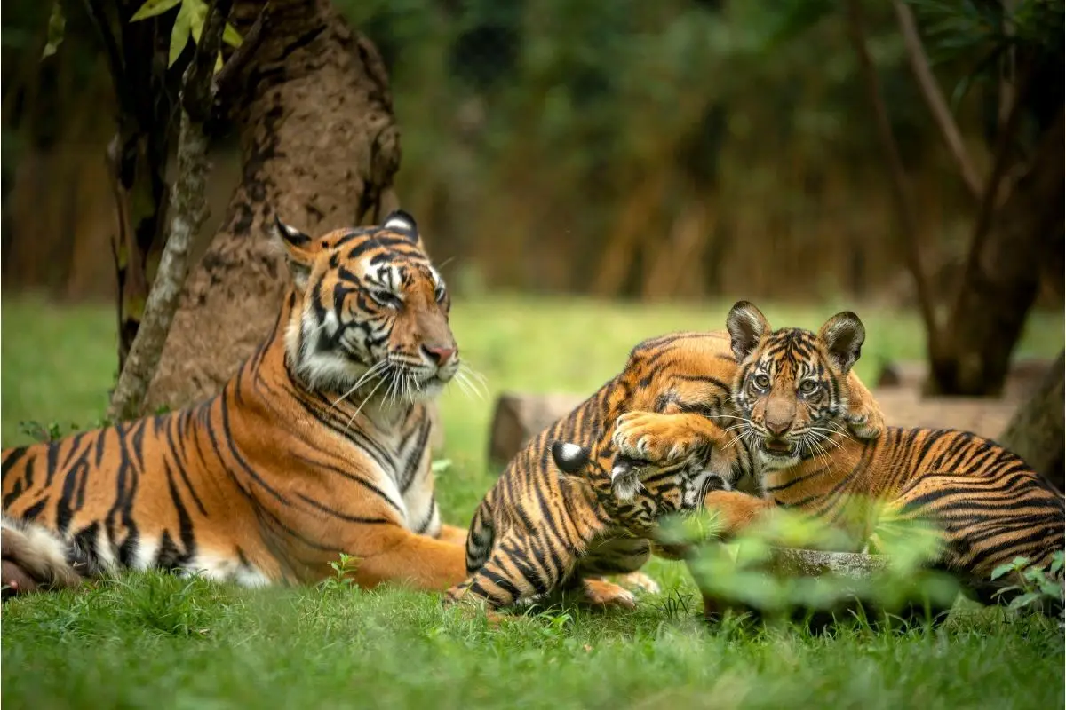 Tiger Population: Number Of Tigers In The World