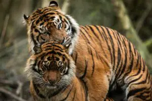 Read more about the article Tiger Sex Life & Reproduction: What You Need To Know