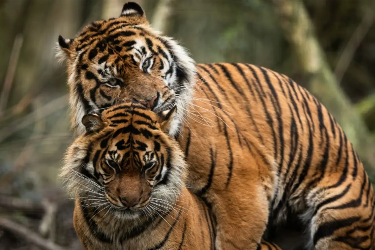 Tiger Sex Life & Reproduction: What You Need To Know