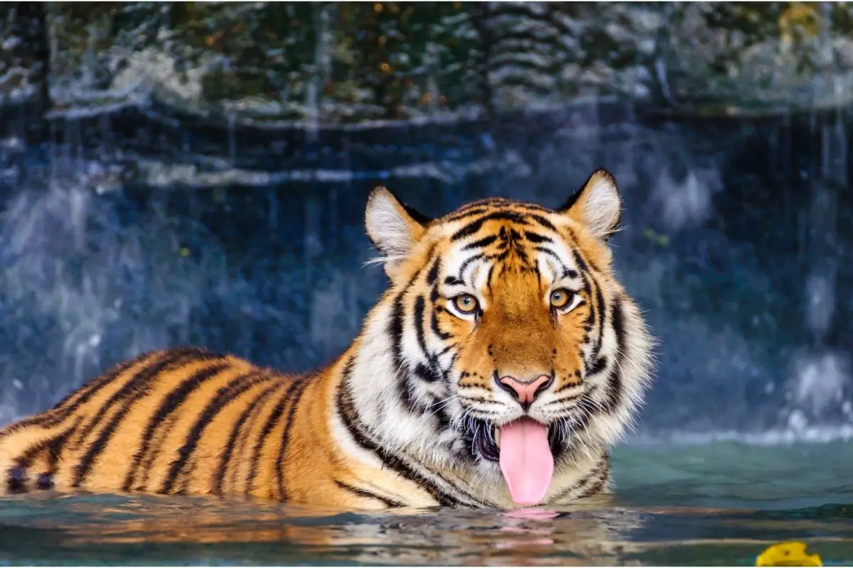 Tigers Love The Water