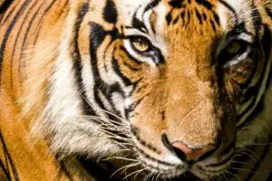 Read more about the article Tigers: Physical Characteristics And Behaviors